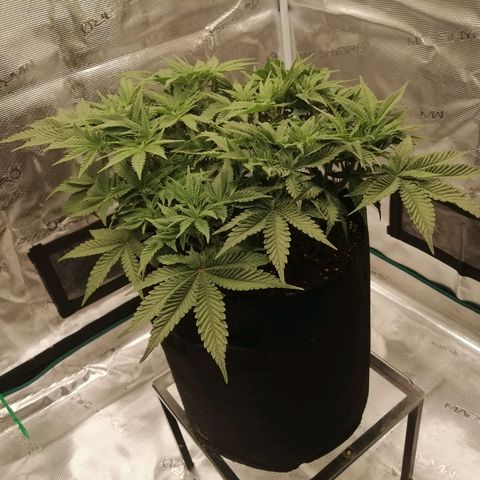 Blackberry Nuggets growlog timeline photo