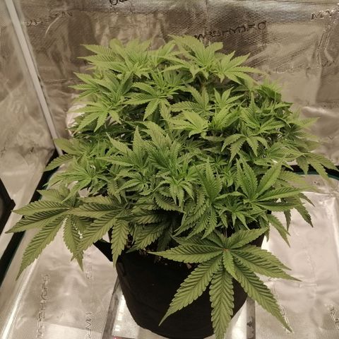 Blackberry Nuggets growlog timeline photo
