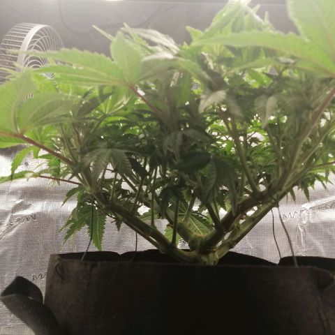 Blackberry Nuggets growlog timeline photo