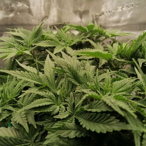 Blackberry Nuggets growlog timeline photo