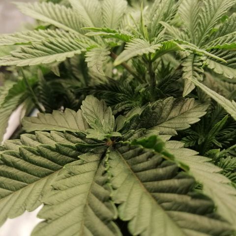 Blackberry Nuggets growlog timeline photo