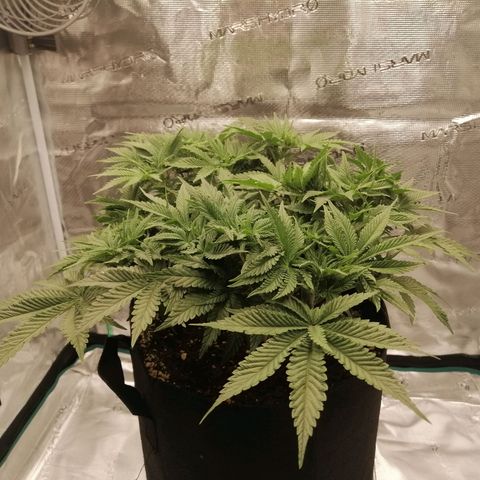Blackberry Nuggets growlog timeline photo
