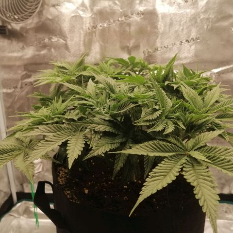 Blackberry Nuggets growlog timeline photo