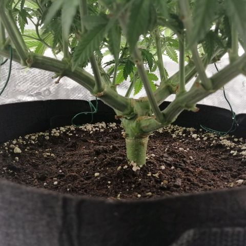 Blackberry Nuggets growlog timeline photo