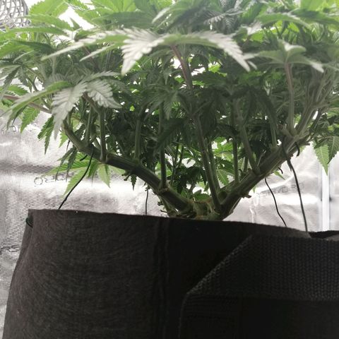 Blackberry Nuggets growlog timeline photo