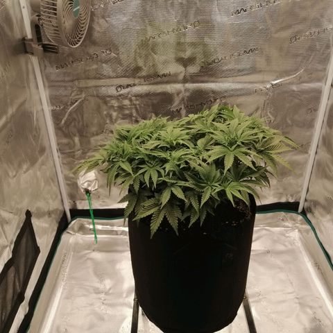 Blackberry Nuggets growlog timeline photo