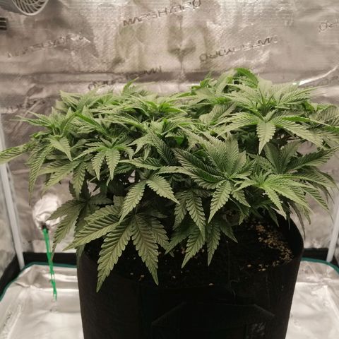 Blackberry Nuggets growlog timeline photo