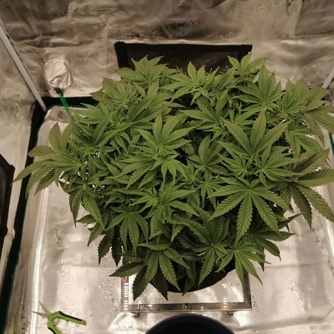 Blackberry Nuggets growlog timeline photo