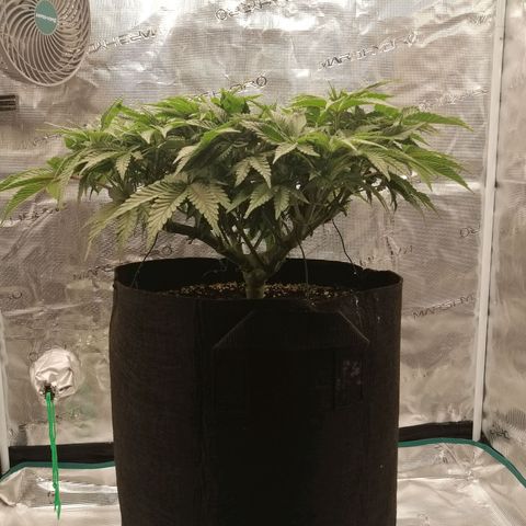 Blackberry Nuggets growlog timeline photo