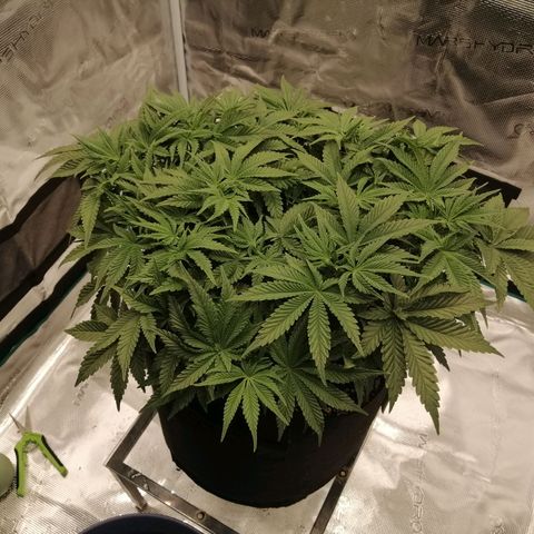 Blackberry Nuggets growlog timeline photo