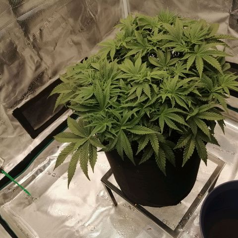 Blackberry Nuggets growlog timeline photo