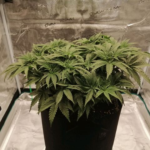 Blackberry Nuggets growlog timeline photo
