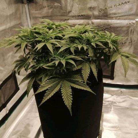Blackberry Nuggets growlog timeline photo