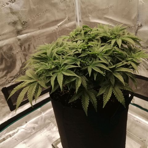 Blackberry Nuggets growlog timeline photo