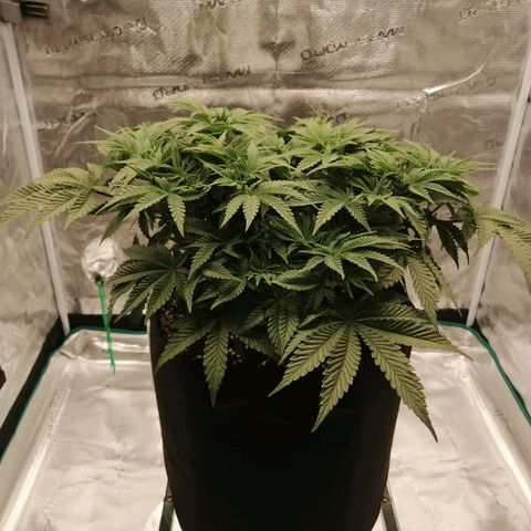 Blackberry Nuggets growlog timeline photo
