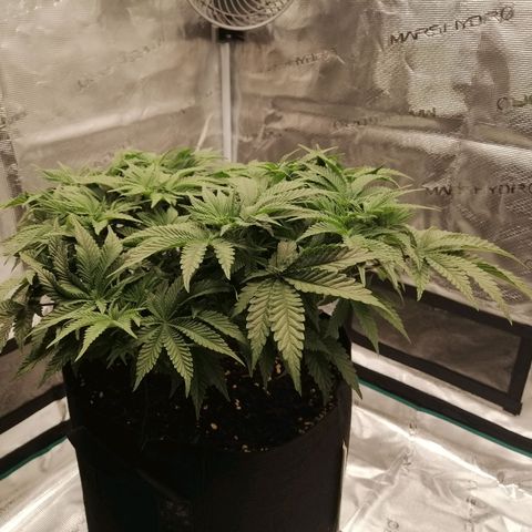 Blackberry Nuggets growlog timeline photo