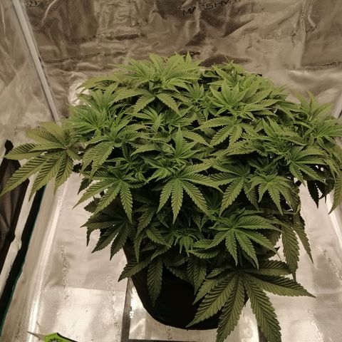 Blackberry Nuggets growlog timeline photo
