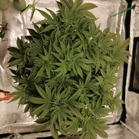 Blackberry Nuggets growlog timeline photo