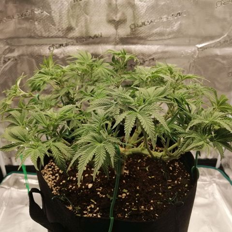 Blackberry Nuggets growlog timeline photo
