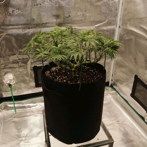Blackberry Nuggets growlog timeline photo