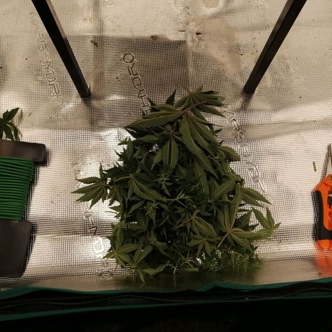 Blackberry Nuggets growlog timeline photo