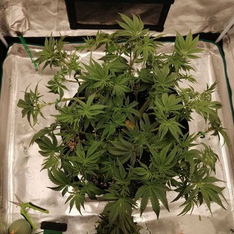 Blackberry Nuggets growlog timeline photo