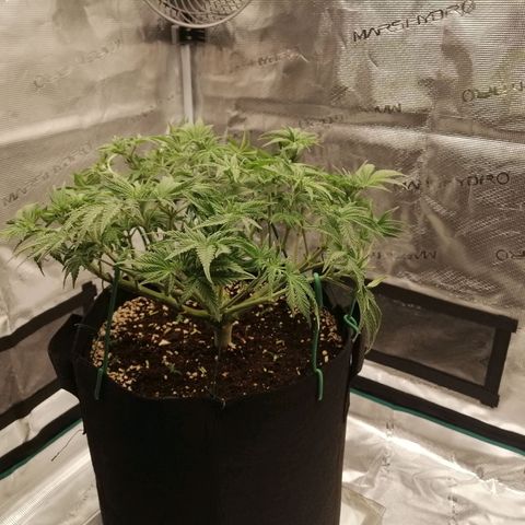 Blackberry Nuggets growlog timeline photo