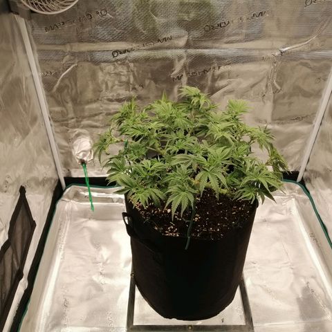 Blackberry Nuggets growlog timeline photo