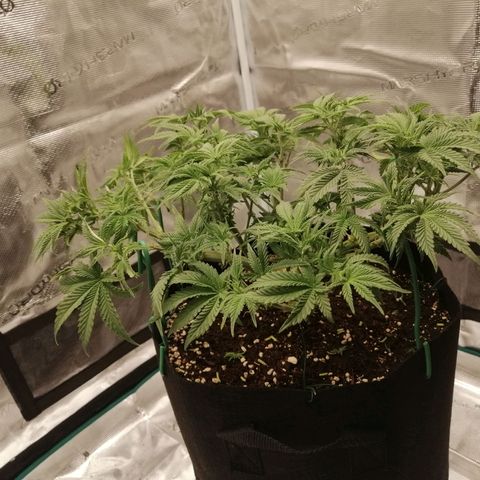 Blackberry Nuggets growlog timeline photo