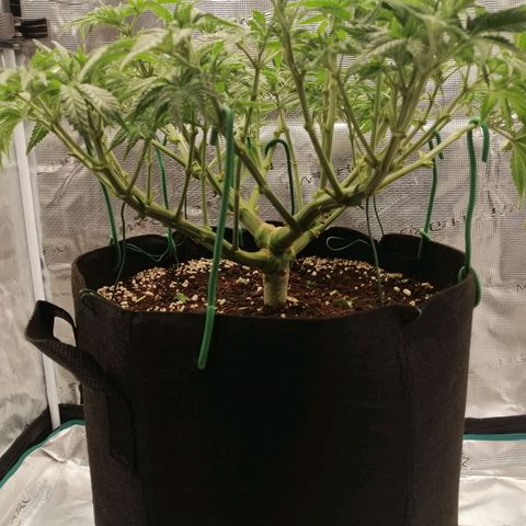 Blackberry Nuggets growlog timeline photo