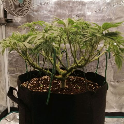 Blackberry Nuggets growlog timeline photo