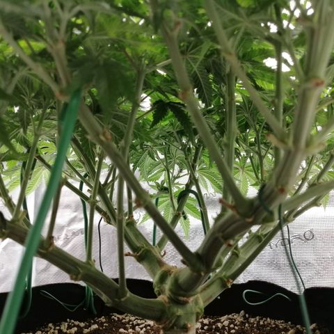 Blackberry Nuggets growlog timeline photo