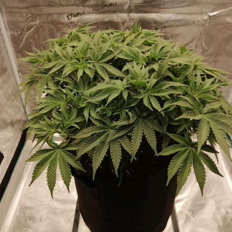 Blackberry Nuggets growlog timeline photo