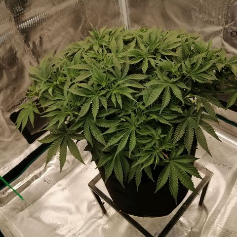 Blackberry Nuggets growlog timeline photo