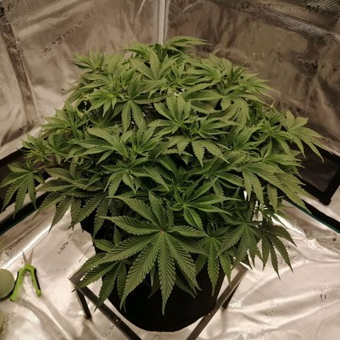 Blackberry Nuggets growlog timeline photo