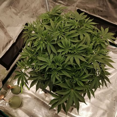 Blackberry Nuggets growlog timeline photo
