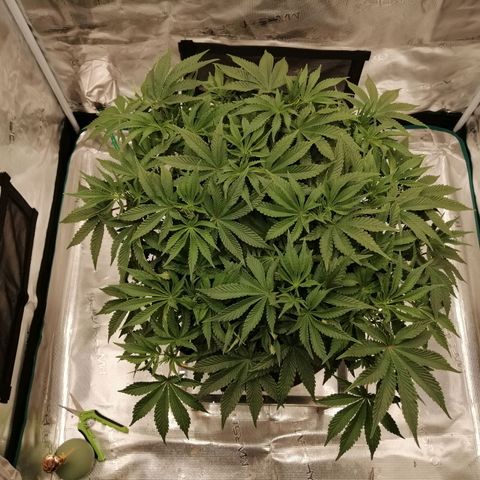 Blackberry Nuggets growlog timeline photo