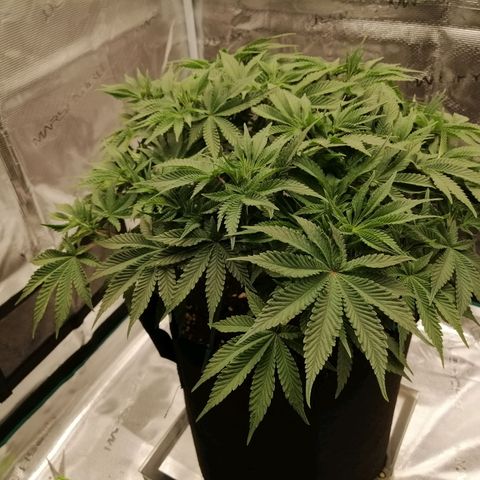 Blackberry Nuggets growlog timeline photo
