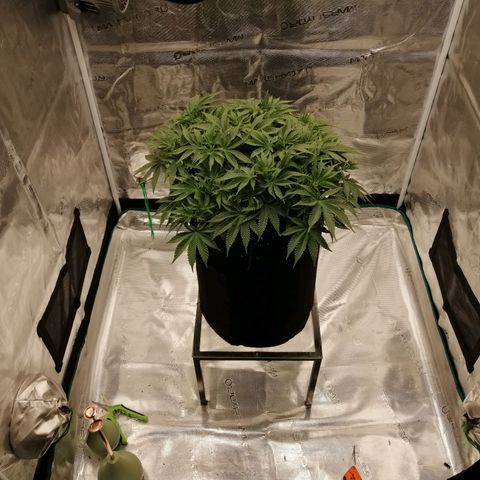 Blackberry Nuggets growlog timeline photo
