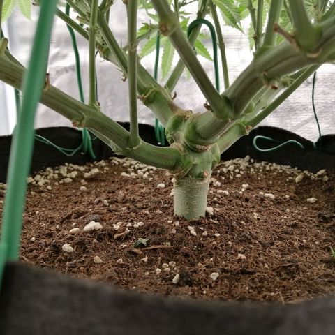Blackberry Nuggets growlog timeline photo