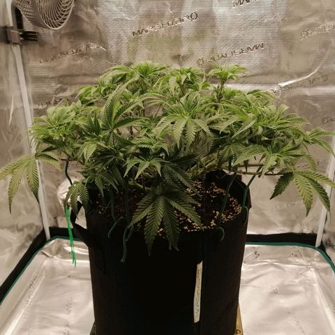 Blackberry Nuggets growlog timeline photo