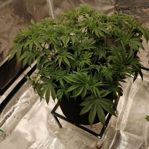 Blackberry Nuggets growlog timeline photo