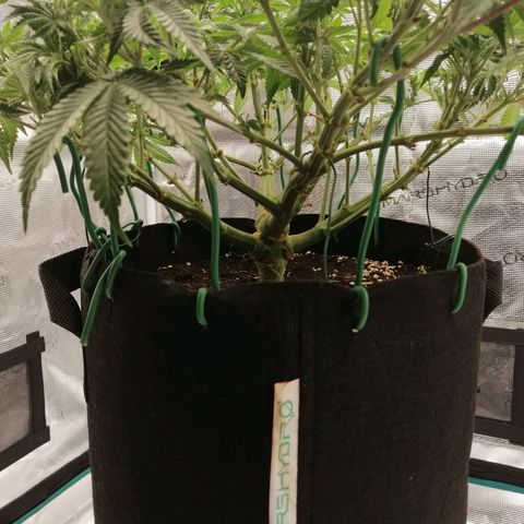 Blackberry Nuggets growlog timeline photo