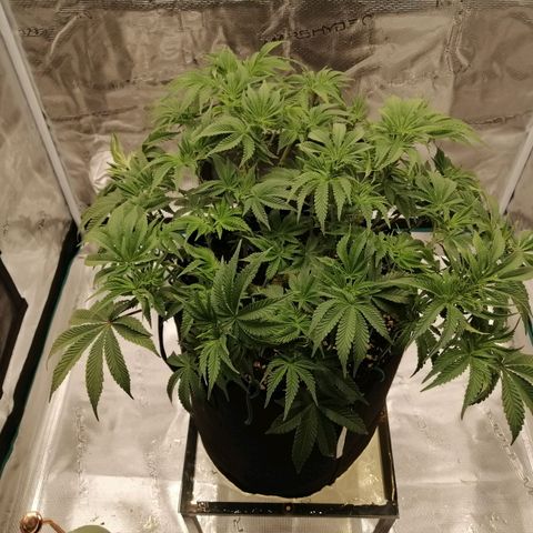 Blackberry Nuggets growlog timeline photo