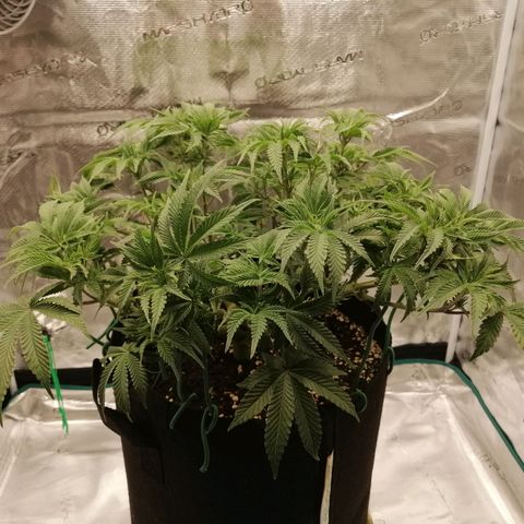Blackberry Nuggets growlog timeline photo