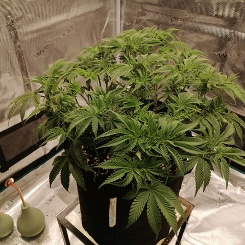 Blackberry Nuggets growlog timeline photo