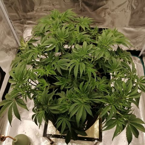 Blackberry Nuggets growlog timeline photo