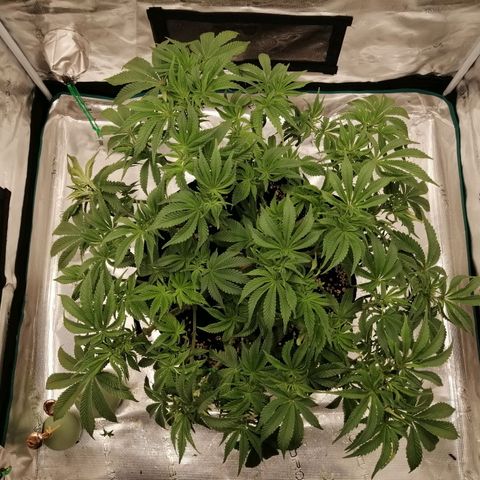 Blackberry Nuggets growlog timeline photo
