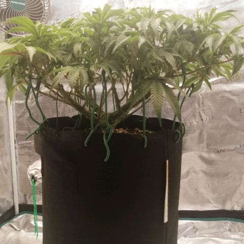 Blackberry Nuggets growlog timeline photo