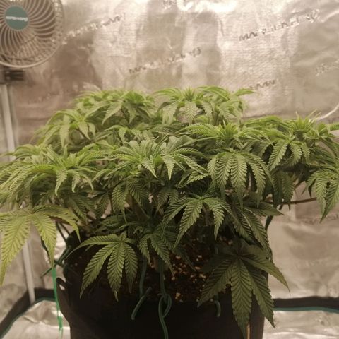Blackberry Nuggets growlog timeline photo